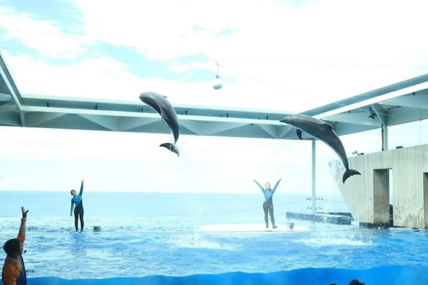 Dolphin show at the Joetsu Aquarium Umigatari