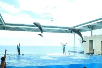 Dolphin show at the Joetsu Aquarium Umigatari
