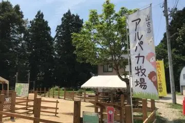 Ever wanted to feed alpacas? This is your spot!