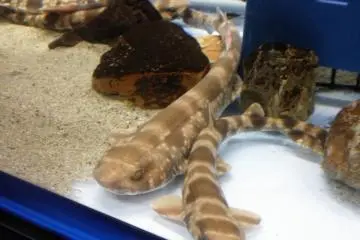 Small sharks, and larger 2 meter long sharks also reside here. (Photo: Aichi Prefecture)