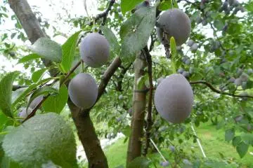 Prunes, not yet ready for eating.