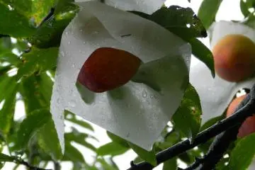 The plums wrapped in paper are the best quality ones. Most of them were wrapped in paper!