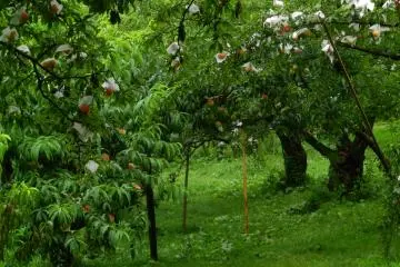 Rows and rows of delicious fruit.