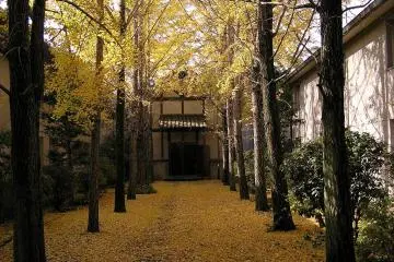 Gingko trees at Ivy Square in Kurashiki