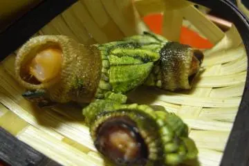 Kame no te