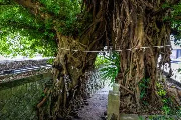 The largest Japanese sea fig tree in Japan lives at Narao Shrine