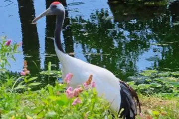 Female Red Crowned Crane Mucki, Akan International Crane Center