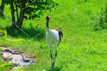Male Red Crowned Crane, Akan International Crane Center