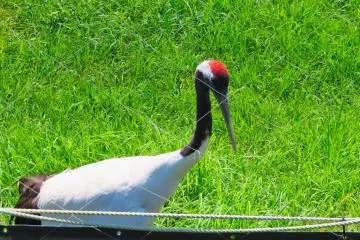 Female Sora, Akan International Crane Center