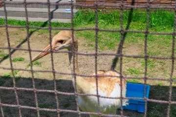 Young Crane