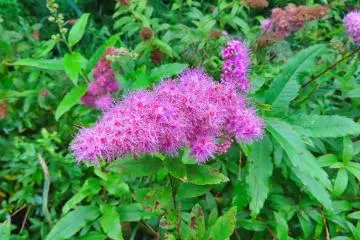 Willow Leaf