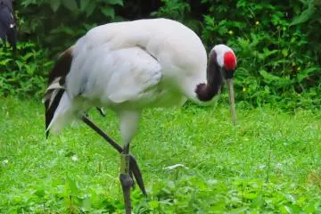Red Crowned Crane, Kushiro Zoo