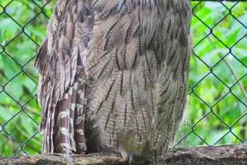Blakiston's Fish Owl found throughout Eastern Hokkaido; Has a wing span of 180 cm (70.87 inches)