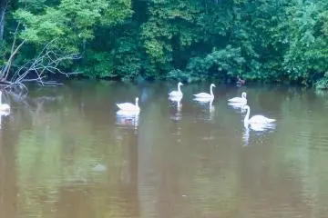 Seven-Swans-a-Swimming at Kushiro Zoo!