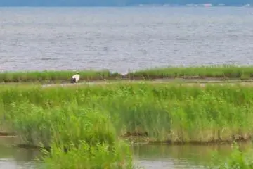 We spotted several cranes in the marsh on the way back to Kushiro
