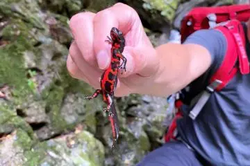 Black on top, red underneath, a colorful creature of forest. 