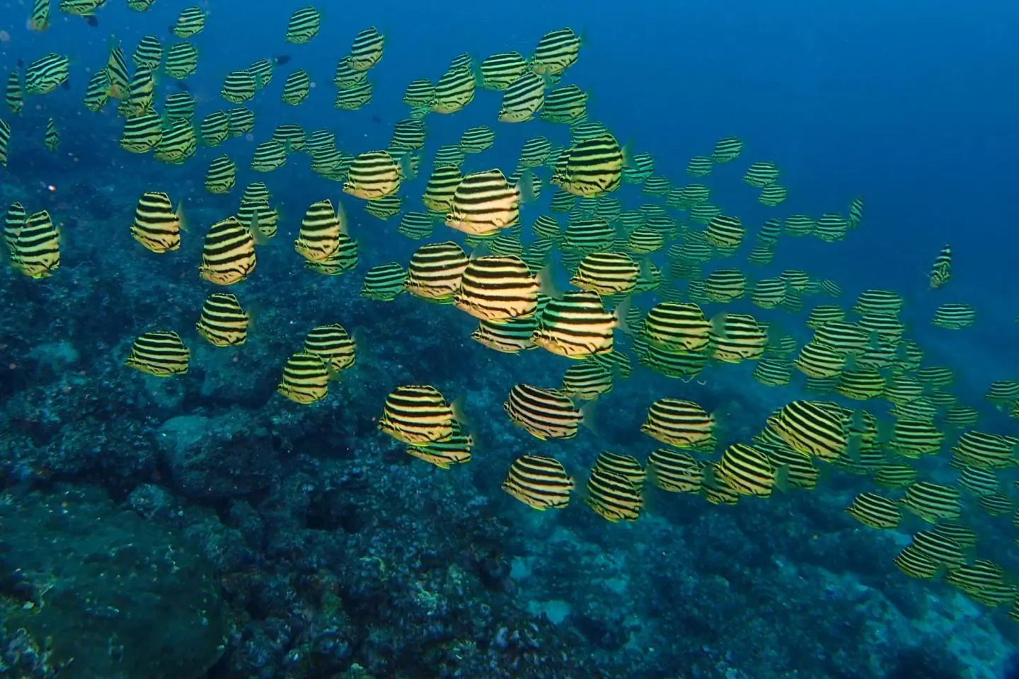 Kagokakidai: Yellow and Black Stripe Fish (照片由: Hirotaka Koike)