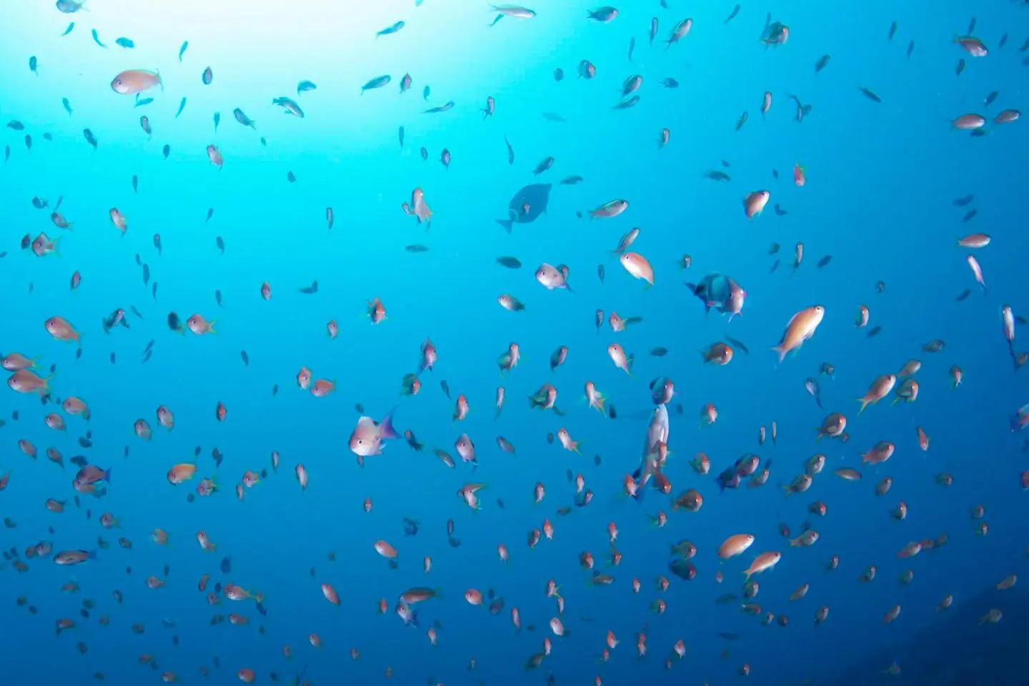 Kingyohanadai: "Sea Goldie" (照片由: Hirotaka Koike)