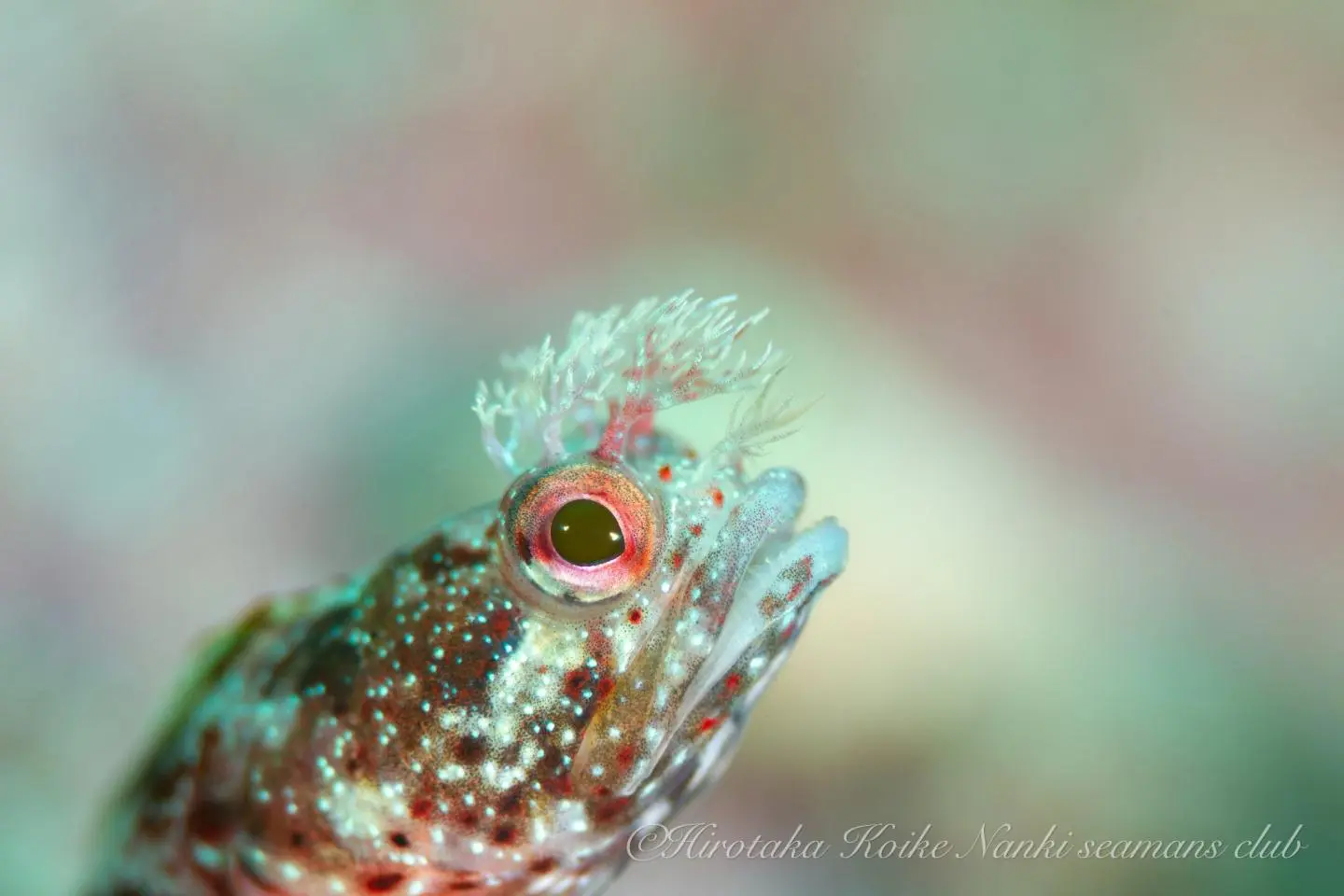 Kokeginpo: Moss Fringe Head Fish (照片由: Hirotaka Koike)