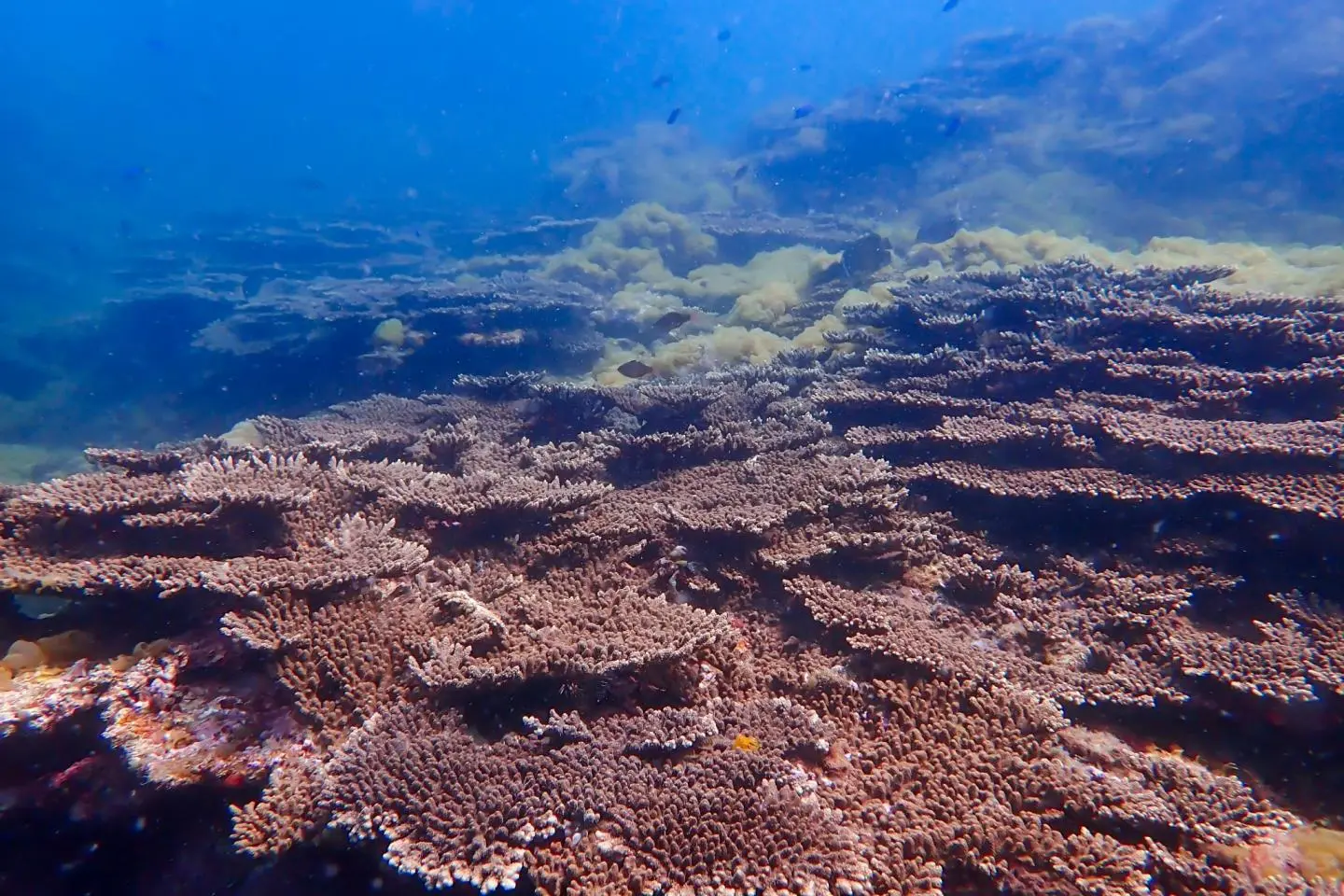 Table corals off the coast of Kushimoto. (照片由: Hirotaka Koike)