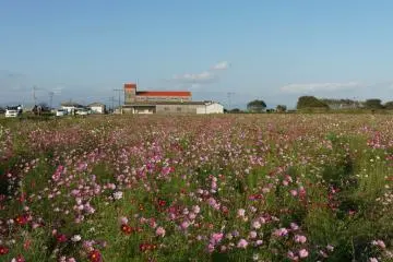 The Saga Airport Cosmos Garden is beside the main terminal building