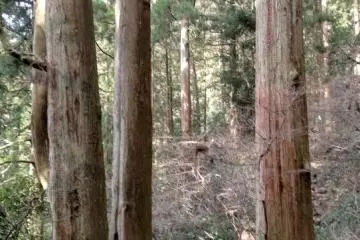 Small human and big trees 
