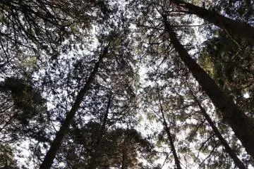 Tower of trees