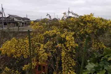 Tsukuba farmland