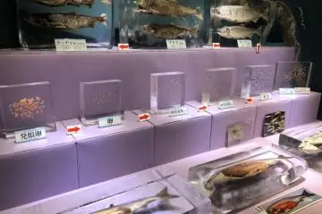 Les poissons gelés dans la chambre froide