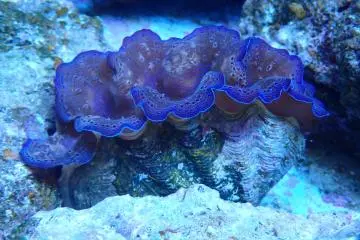 The giant clam is taking center stage
