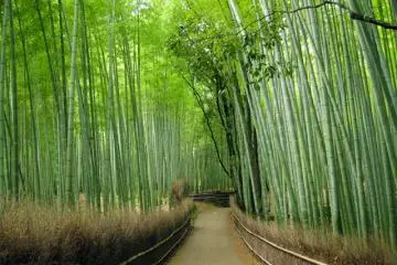 Arashiyama is a refreshing getaway