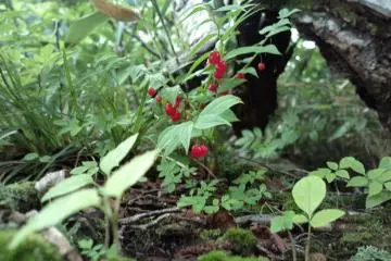 たけしまらん or Streptopus Amplexifolius a kind of edible berry