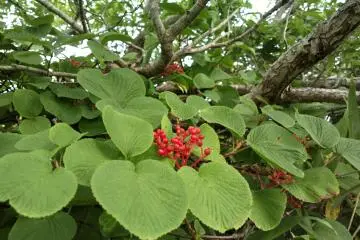 Linden berries, used in Chinese medicine