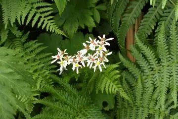 だいもんじそう or Saxifrage Fortunei