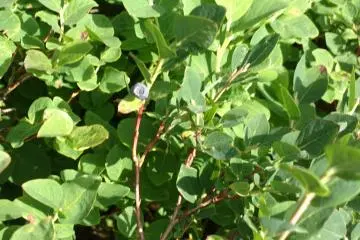 Wild blueberries