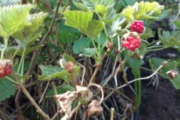 Wild raspberries