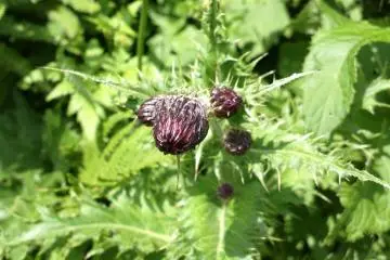 Butterfly thisle, or sticky thisle