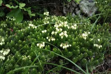 青のツガザクラ or in latin Phyllodoce Aleutica, a kind of shrub