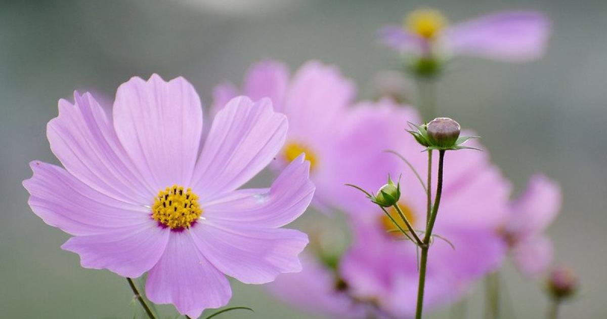 Cosmos Festival at Showa Kinen Park - Tokyo - Japan Travel