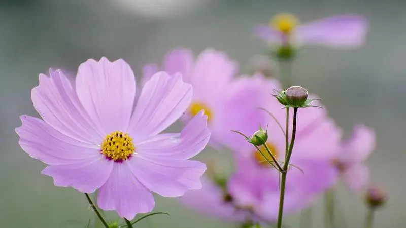 Cosmos Festival at Showa Kinen Park - Tokyo - Japan Travel
