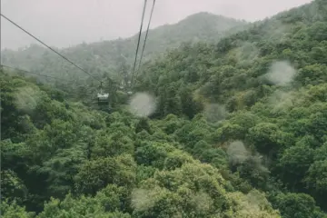 Flying over the forest