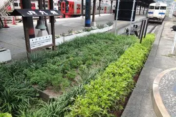 Plants growing at the station
