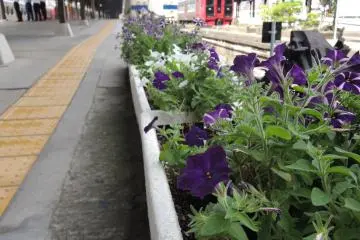 Flowers blooming at the station