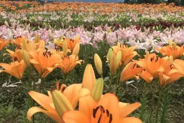 Lilies up close