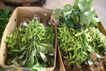 Edamame bounty