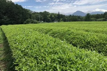 The Eight Tea Regions of Shizuoka