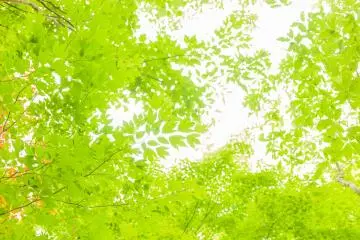 Dazzling green