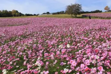 Fields of cosmos at Hyogo's Awaji Hanasajiki Botanical Garden (Photo: <a href="https://commons.m.wikimedia.org/wiki/File:%E3%81%82%E3%82%8F%E3%81%98%E8%8A%B1%E3%81%95%E3%81%98%E3%81%8D%E3%82%B3%E3%82%B9%E3%83%A2%E3%82%B9.jpg" target="_blank" rel="noreferrer noopener nofollow">Akas1950</a> / <a href="https://creativecommons.org/licenses/by-sa/4.0/deed.en" target="_blank" rel="noreferrer noopener nofollow">CC BY-SA 4.0</a>)