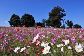 Showa Kinen Park in Tachikawa is a delight in autumn (Photo: <a href="https://commons.wikimedia.org/wiki/File:Cosmos_field_in_Showa_memorial_park.jpg" target="_blank" rel="noreferrer noopener nofollow">nakimusi</a> / <a href="https://creativecommons.org/licenses/by-sa/2.0/" target="_blank" rel="noreferrer noopener nofollow">CC BY-SA 2.0</a>)