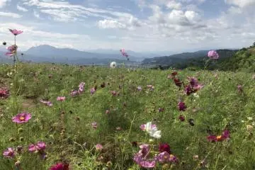 The mountains surrounding the Iwappara Cosmos Park add to the beauty (Photo: Kim B / JT)